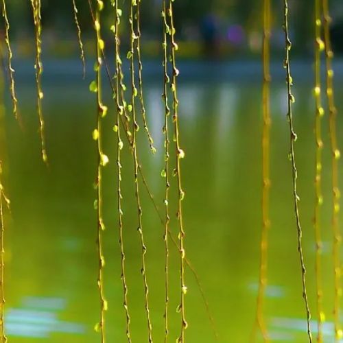 狮子座的事业做得风生水起，那么感情方面呢?