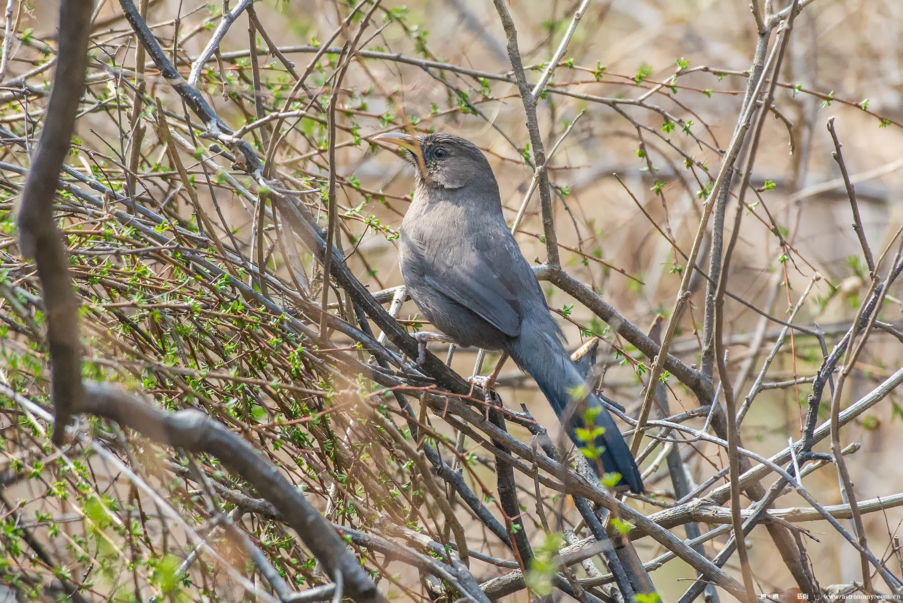 山噪鹛_青龙湖_20180331_8587.jpg