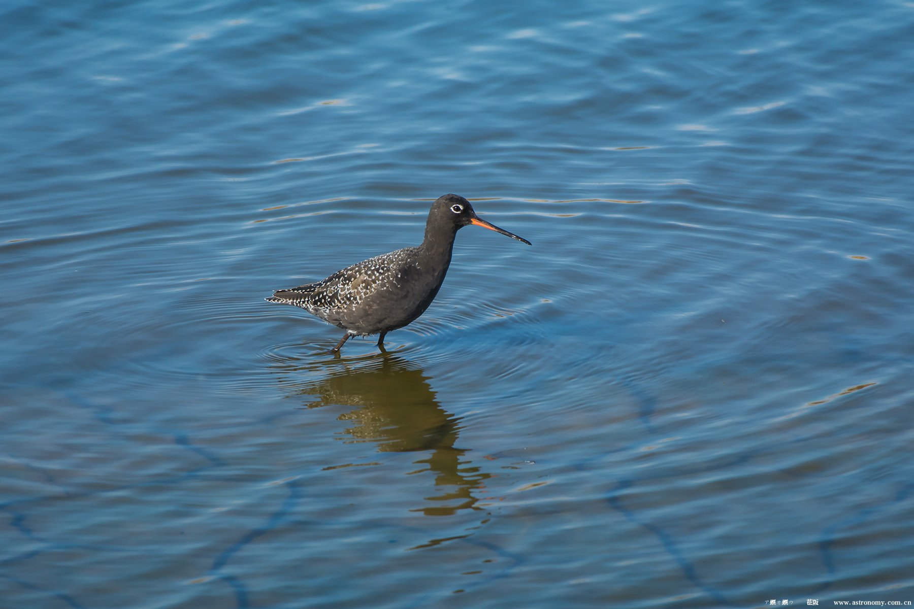 鹤鹬_曹妃甸_20180502_0037.jpg