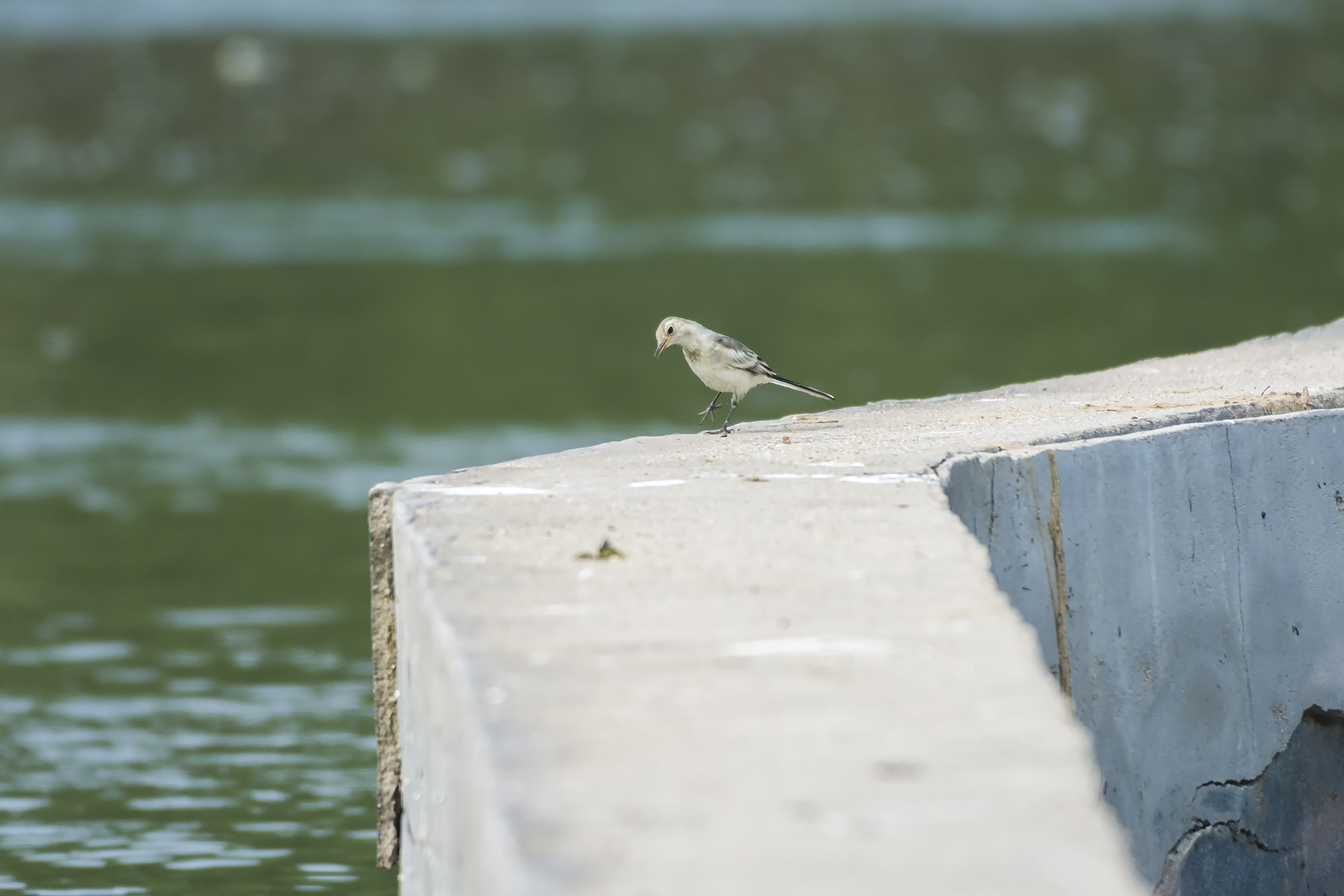 白鹡鸰_西安浐灞湿地_20180620_0829.jpg