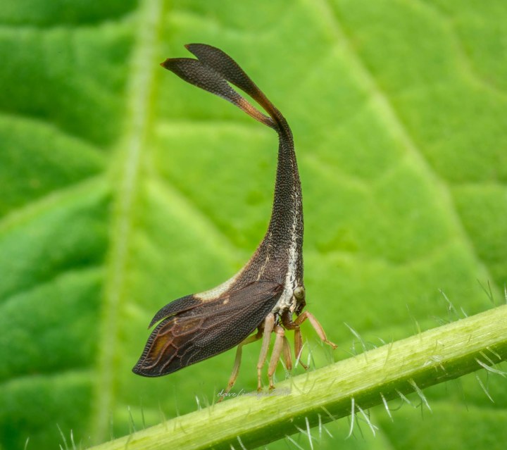 可爱生物.jpg