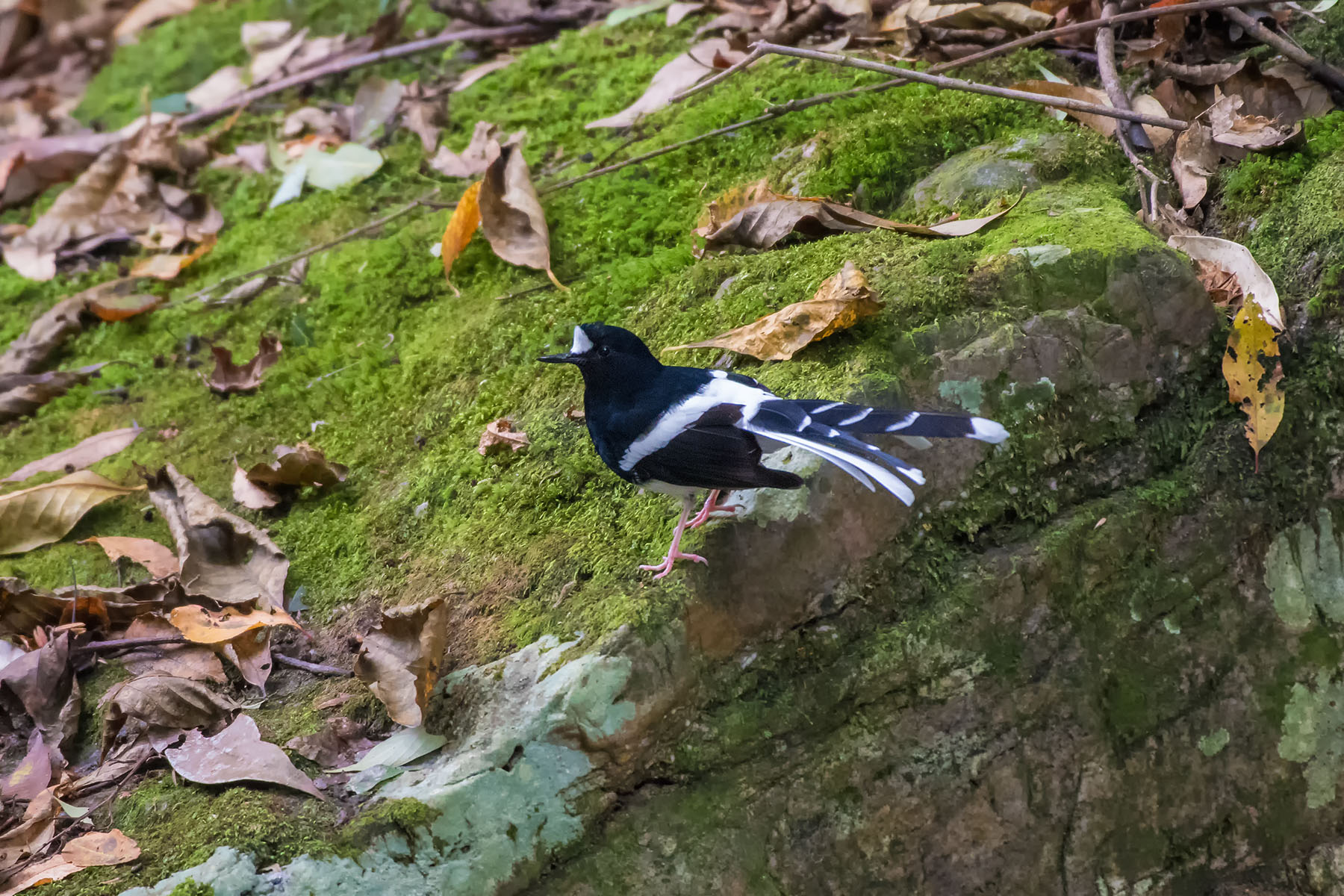 白冠燕尾_都匀斗篷山_20180929_1660.jpg