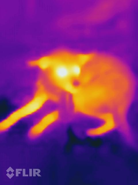 flir_20190308T191116.jpg