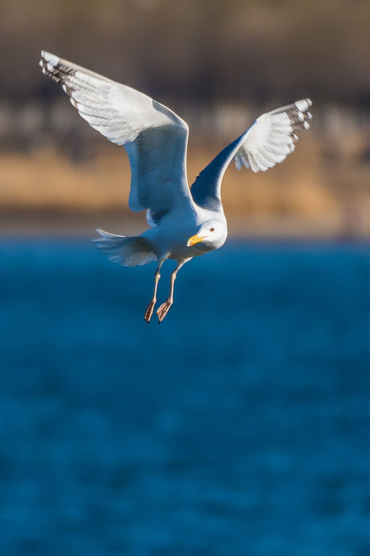 银鸥_沙河水库_20190324_3209.jpg