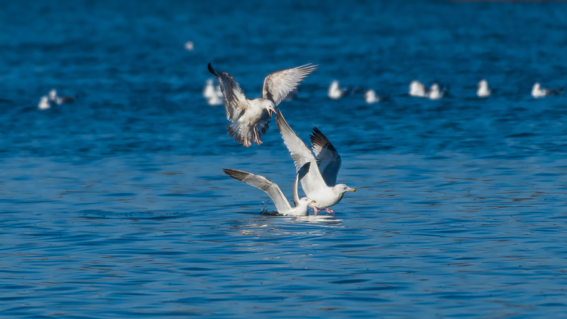 银鸥_沙河水库_20190324_3361.jpg