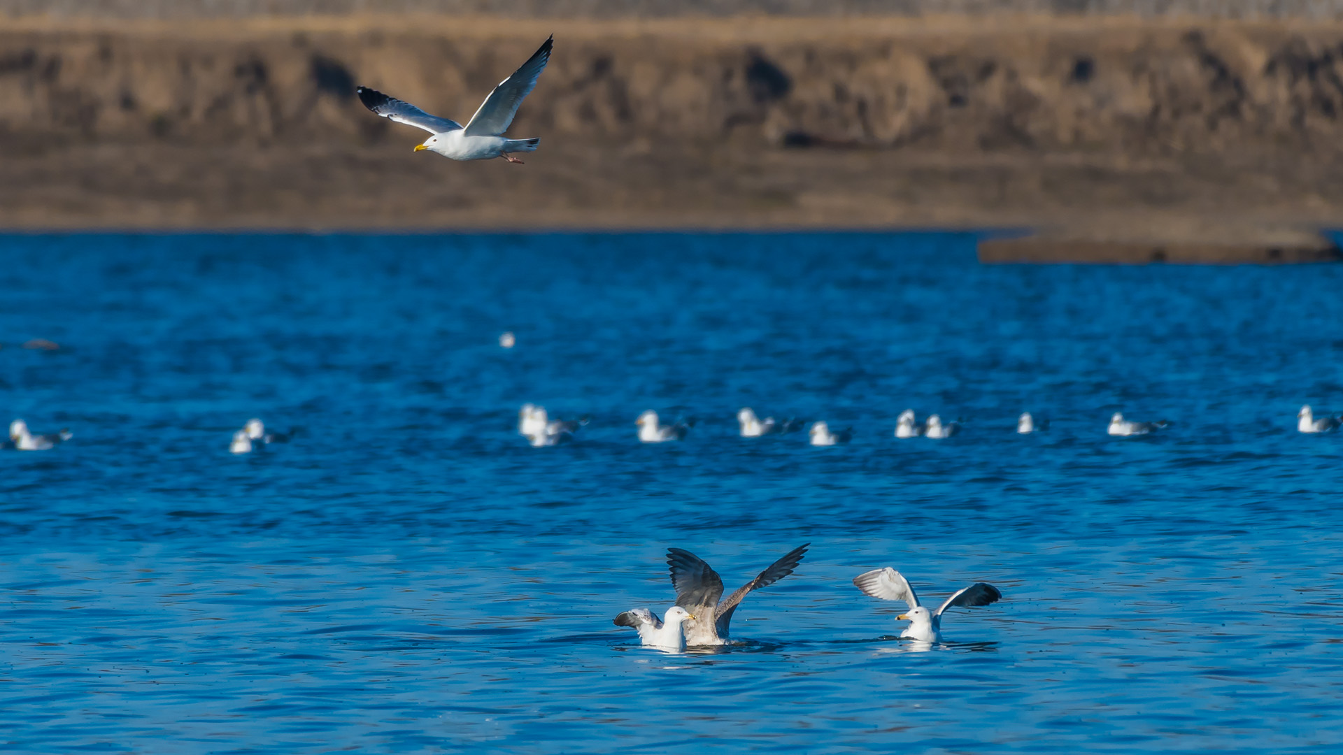 银鸥_沙河水库_20190324_3363.jpg