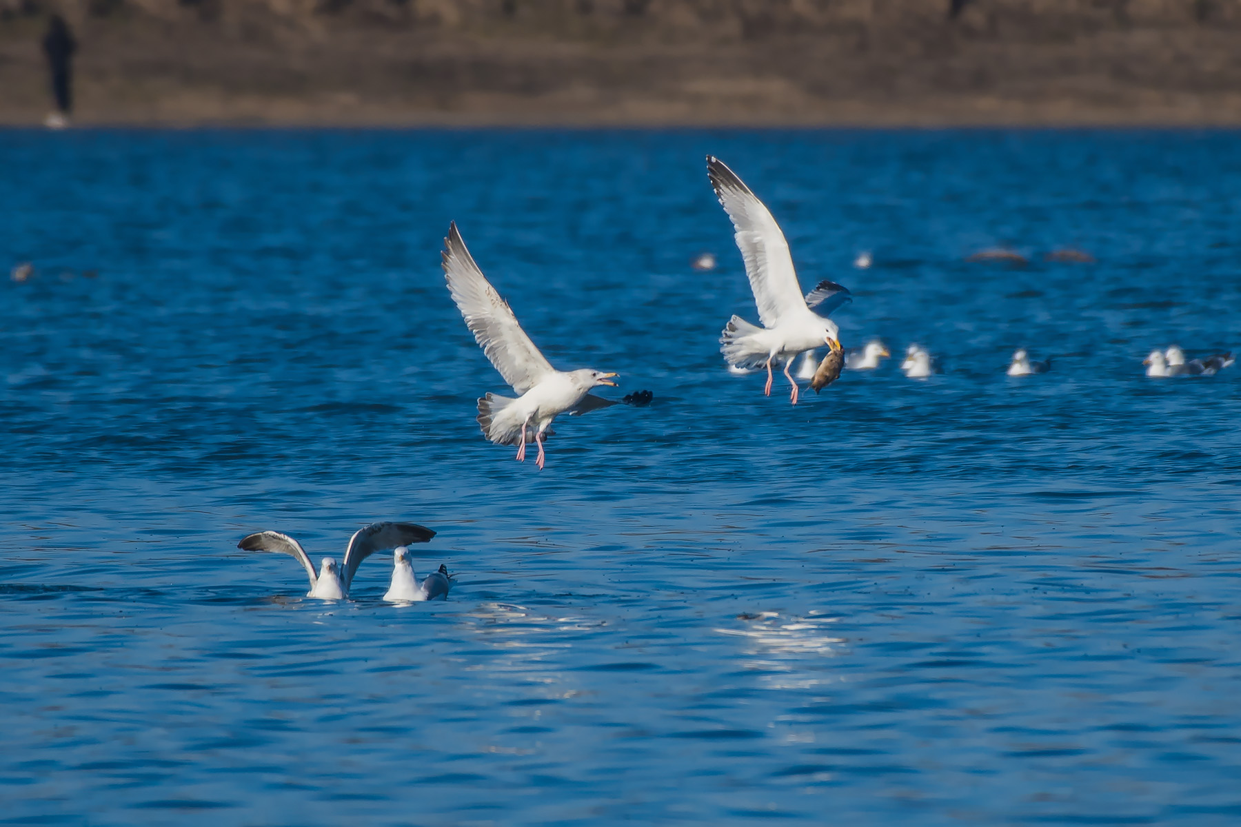 银鸥_沙河水库_20190324_3358.jpg