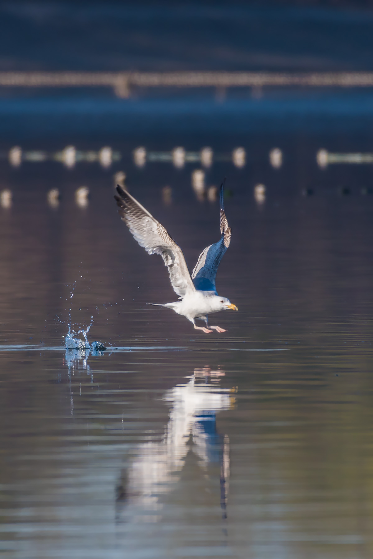 银鸥_沙河水库_20190331_3737-1.jpg