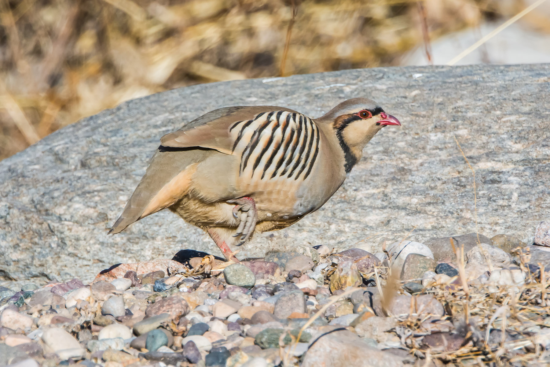 石鸡_白河峡谷_20150102_9078 副本.jpg