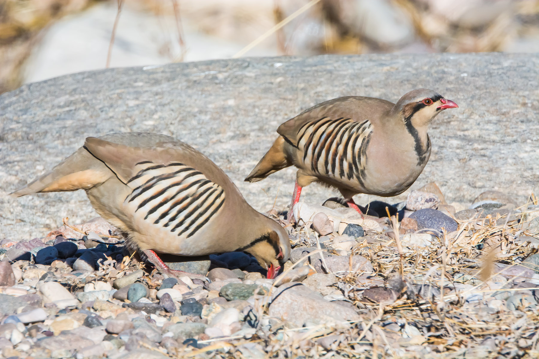 石鸡_白河峡谷_20150102_9129 副本.jpg