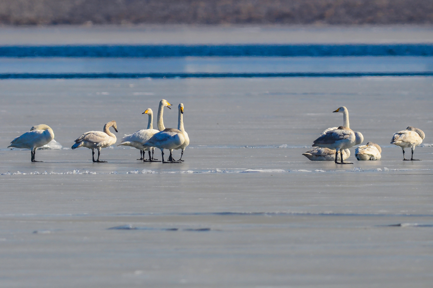 大天鹅_怀柔水库_20140118_2578.jpg