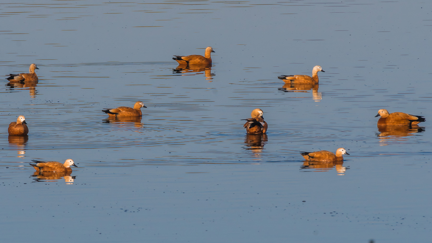 赤麻鸭_沙河水库_20190331_3644-1.jpg