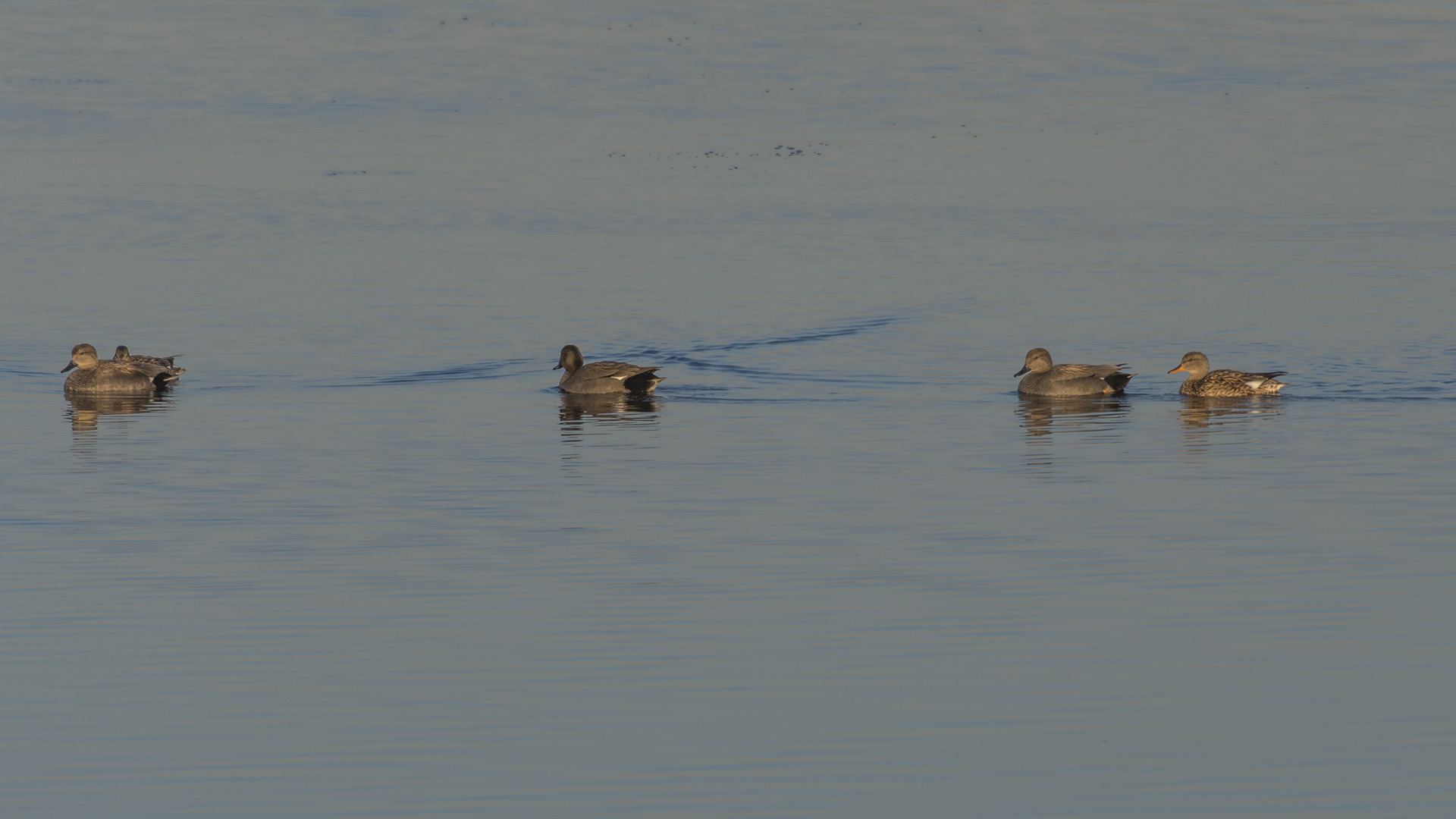 赤膀鸭_沙河水库_20190331_3587.jpg