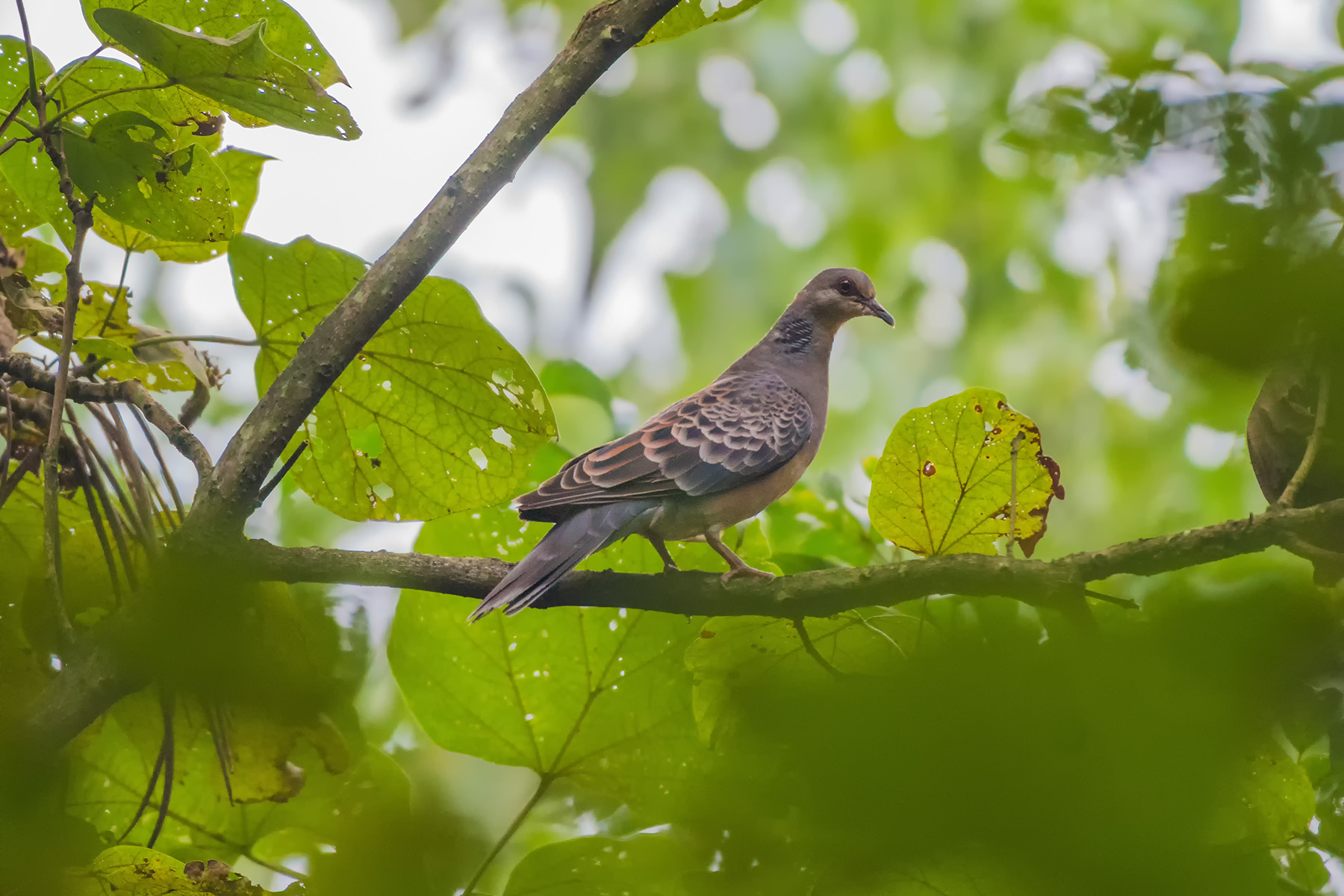 山斑鸠_贵阳长坡岭_20180923_0747.jpg