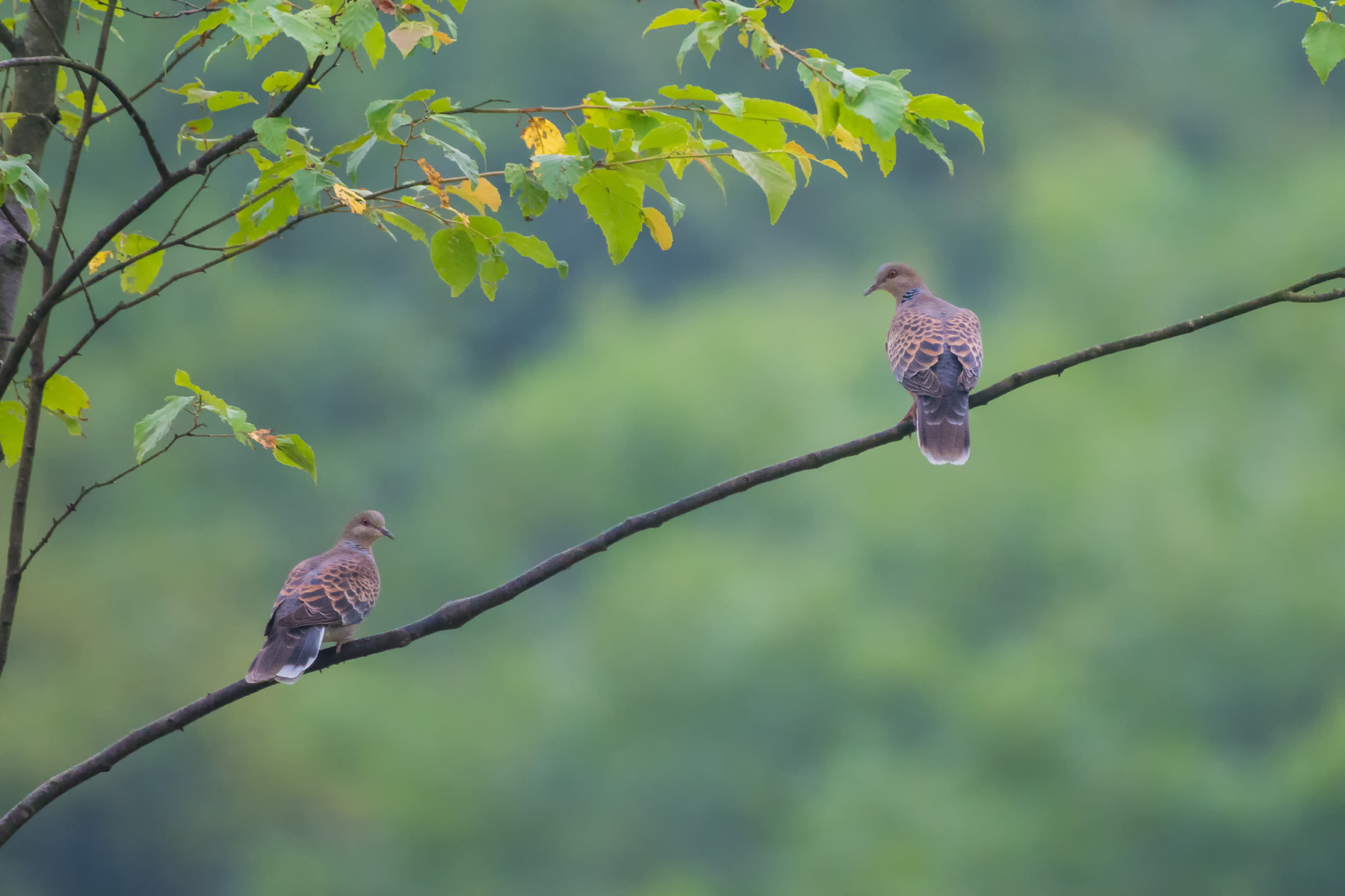 山斑鸠_宽阔水_20170817_7798.jpg