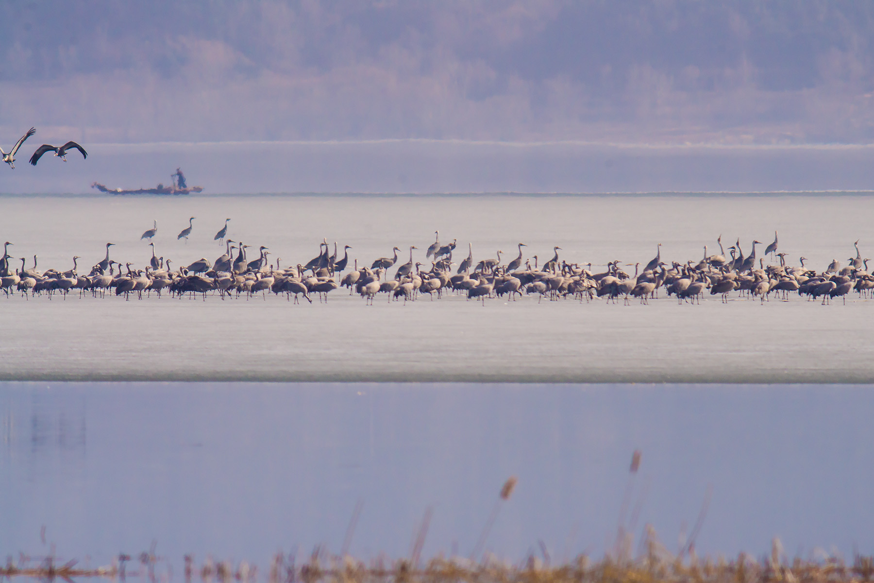 白枕鹤灰鹤_密云水库_20140315_8778.jpg