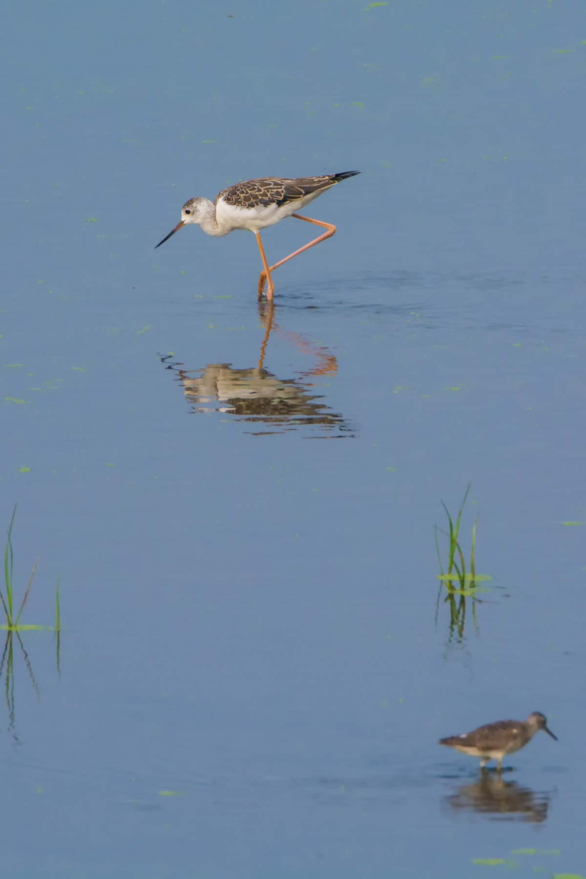 黑翅长脚鹬_衡水湖_20140725_4045.jpg