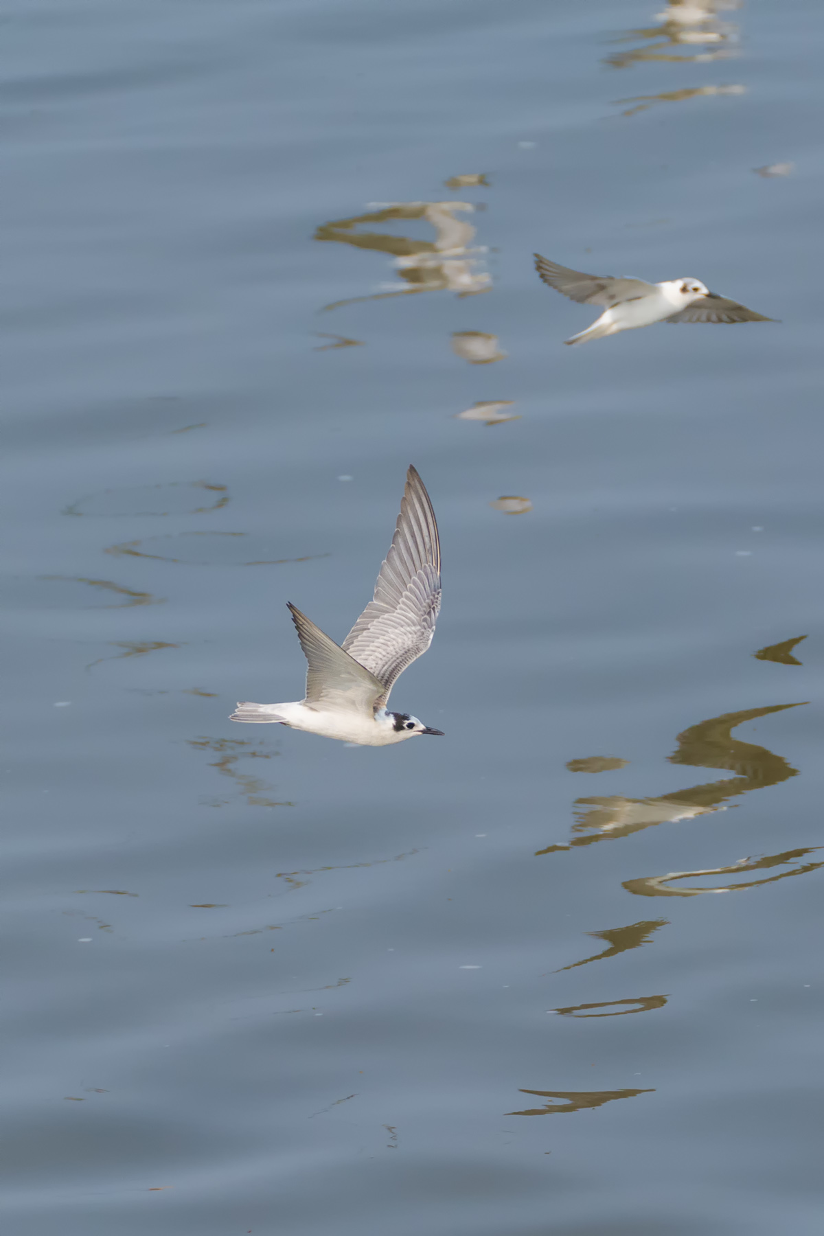 白翅浮鸥_曹妃甸_20140906_5328.jpg