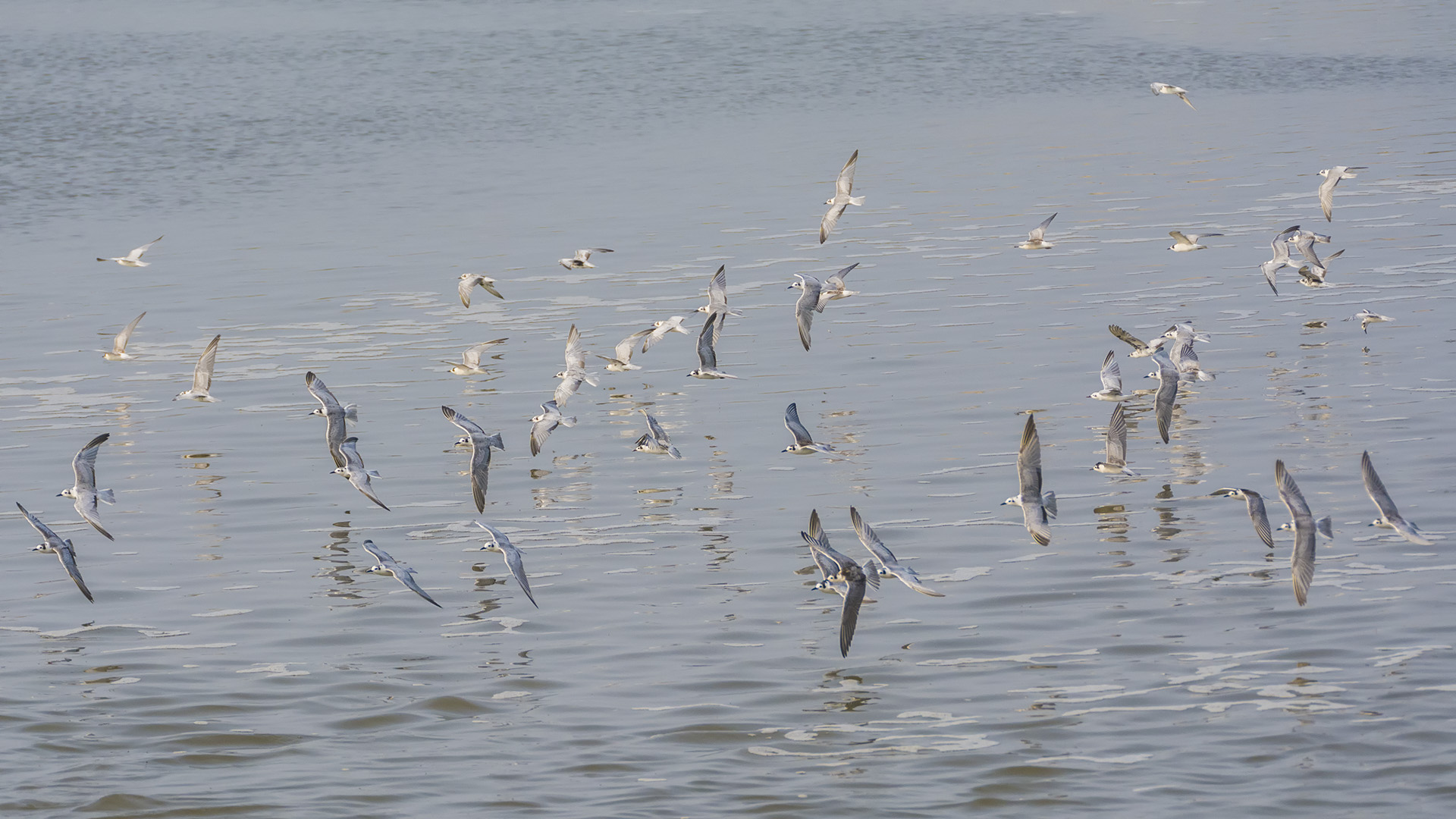 白翅浮鸥_曹妃甸_20140906_5332.jpg