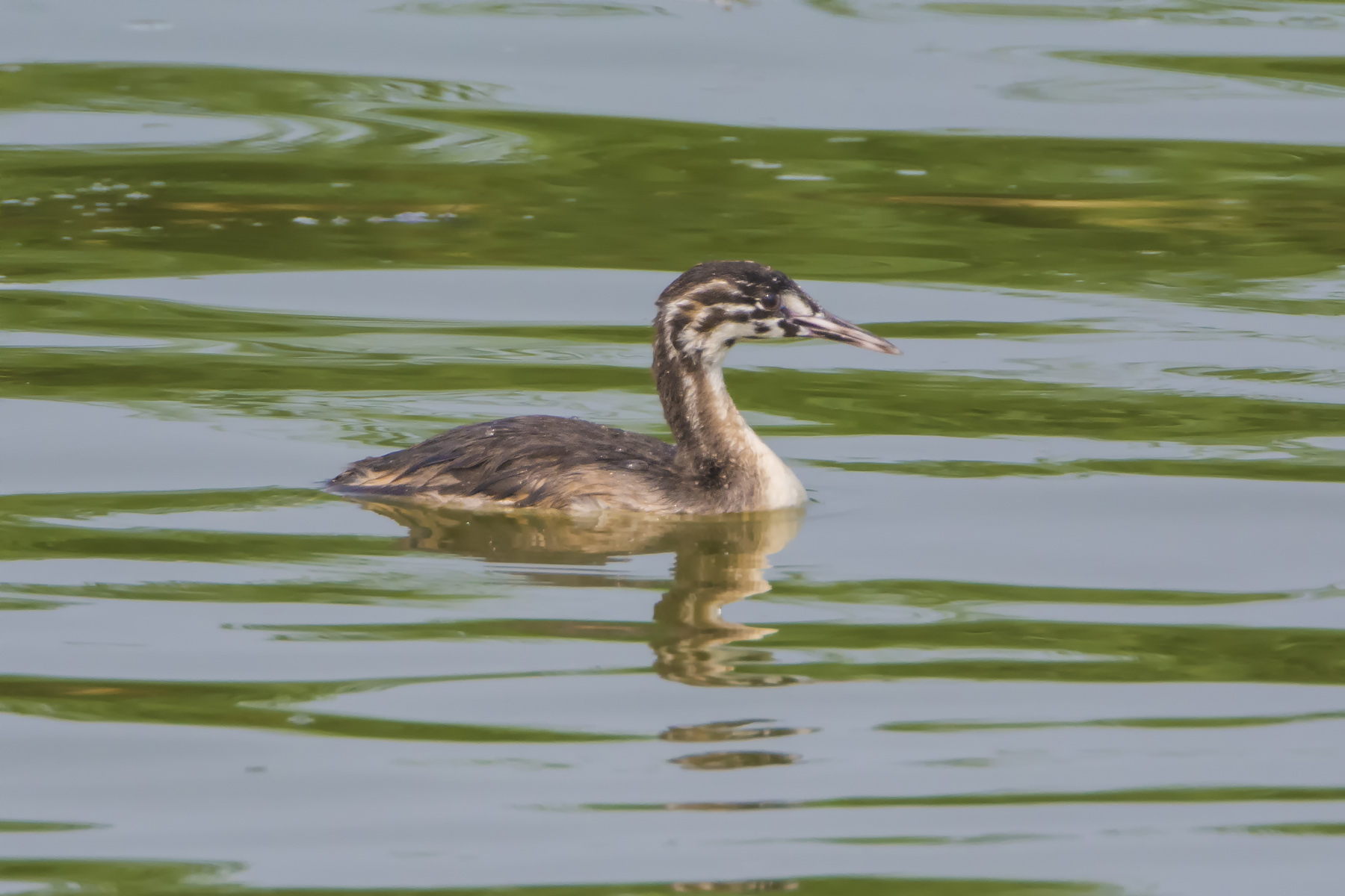 凤头䴙䴘_衡水湖_20140725_4000.jpg