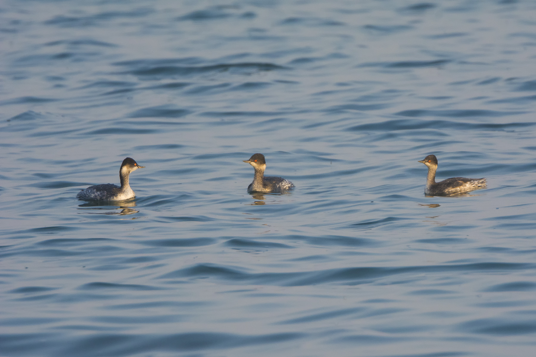 黑颈鸊鹈_曹妃甸湿地_20141017_7039.jpg