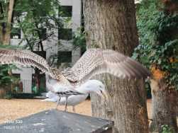 懒人拍鸟，纯属娱乐