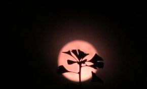 中秋节拍的月亮