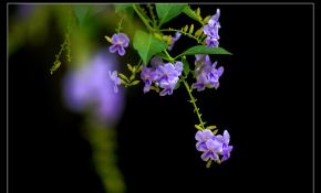 奶昔小区随拍花花草草。