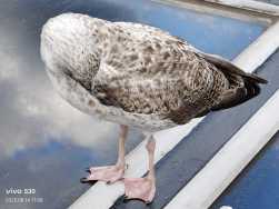 懒人拍鸟，纯属娱乐