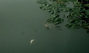 今晨金星合月